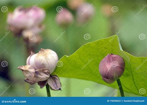  De Lotusbloem van Chandrapura! Een Overweldigende Study van Kleur en Gevoel